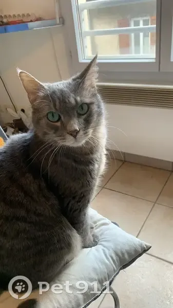 Chat gris mâle perdu, Rue Charcot, Lyon - photo