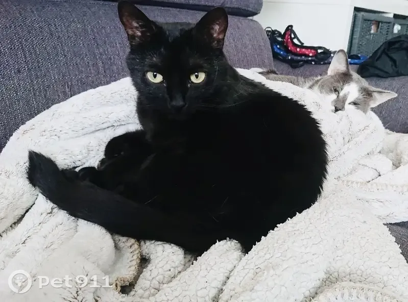 Chatte noire disparue à Guyancourt - photo