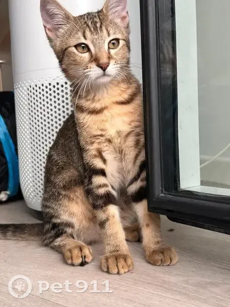 Chaton craintif perdu à Colombes - photo