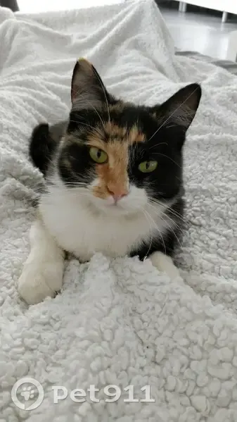 Chatte stérilisée et pucée perdue à Bezons - photo