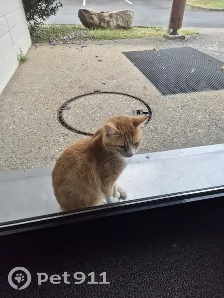 Chat mâle castré trouvé à Donnery, non identifié - photo