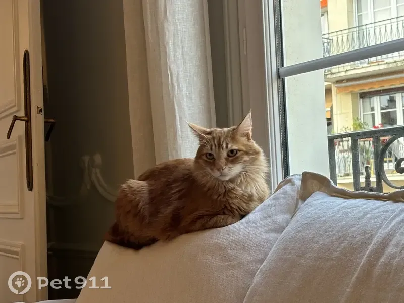 Chat roux perdu à Vaux-sur-Seulles - photo
