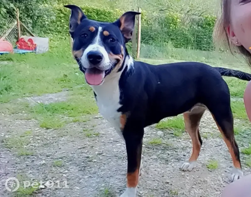 Chien perdu à Castelnaud: COCA, 1 an, noir-blanc-feu - photo