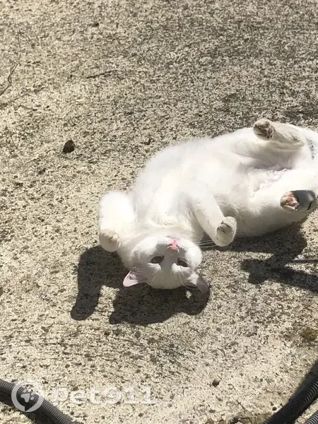 Chat blanc TITOU perdu à Verberie - photo