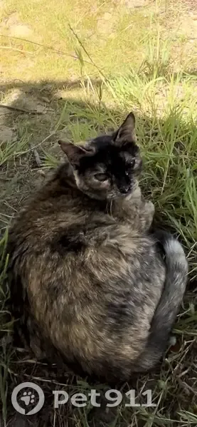 Chatte Brandy disparue à Saujon - photo