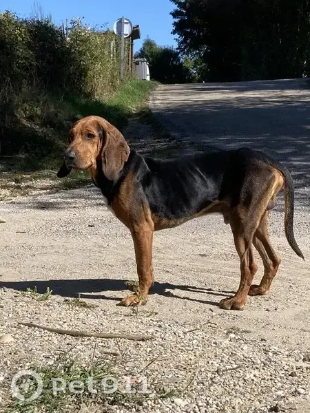 Chien trouvé : Bruno du Jura noir et ocre - photo