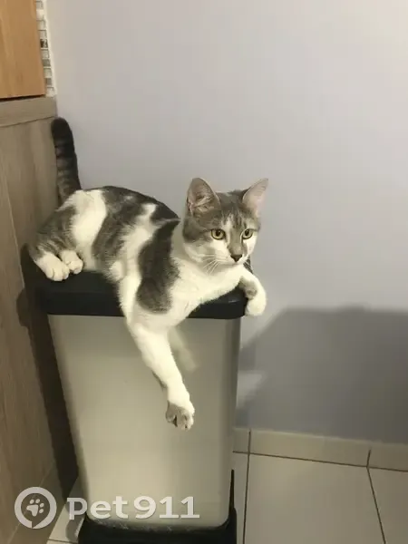 Chat mâle tigré gris et blanc trouvé à Vitry - photo