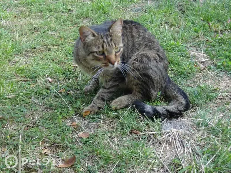 Jeune chat tigré gris trouvé à Riom - photo
