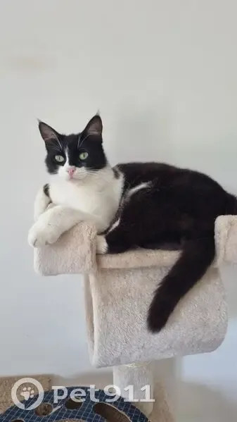Chat européen noir et blanc perdu à Draguignan - photo