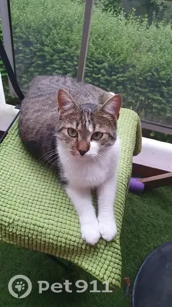Chat perdu à la Meinau le 3 août 2024 - photo
