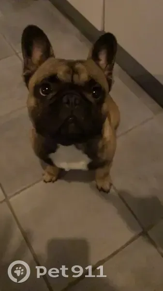 Chien perdu à Blagnac près du Château d'Eau - photo