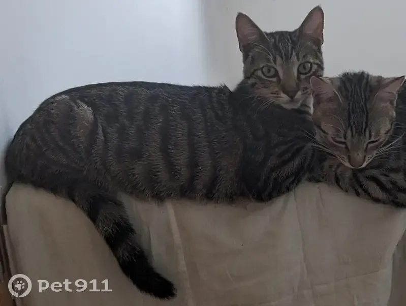 Chat tigré perdu à Guichen, très sociable - photo