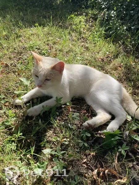 Chat trouvé à Maincy, tatoué, yeux bleus - photo
