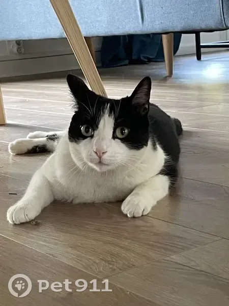 Chat mâle noir et blanc perdu à Nantes - photo