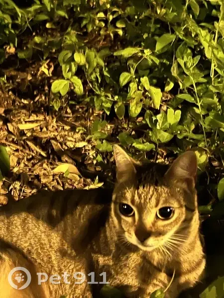 Chat trouvé au parc, 16 rue Renaudot - photo