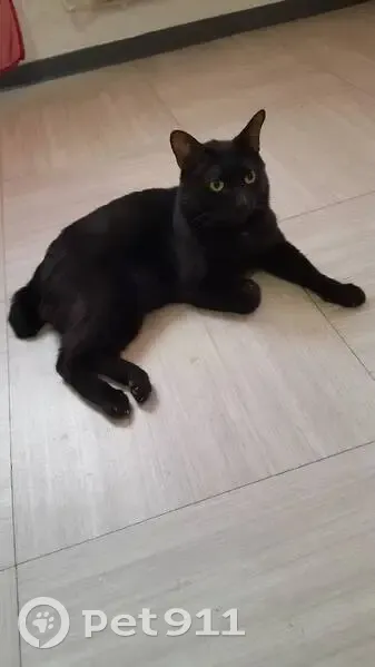 Chat noir 5 ans disparu à Cournonsec - photo
