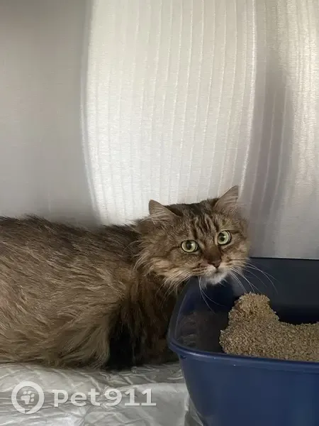 Chatte tigrée trouvée près du Lidl à Étaples - photo