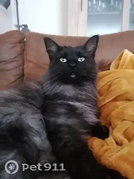 Chat norvégien noir perdu à Steenvoorde - photo