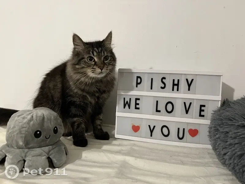 Chat européen perdu à Beynes - Contactez 07.65.59.34.68 - photo