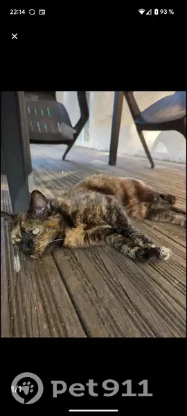 Chatte écailles de tortue câline trouvée - photo