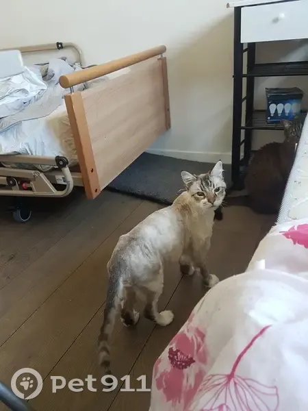Chat beige et blanc disparu, diabétique, Angers - photo