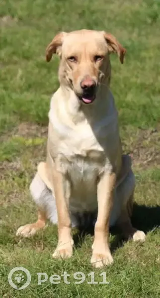Chienne labrador beige perdue à Albias - photo