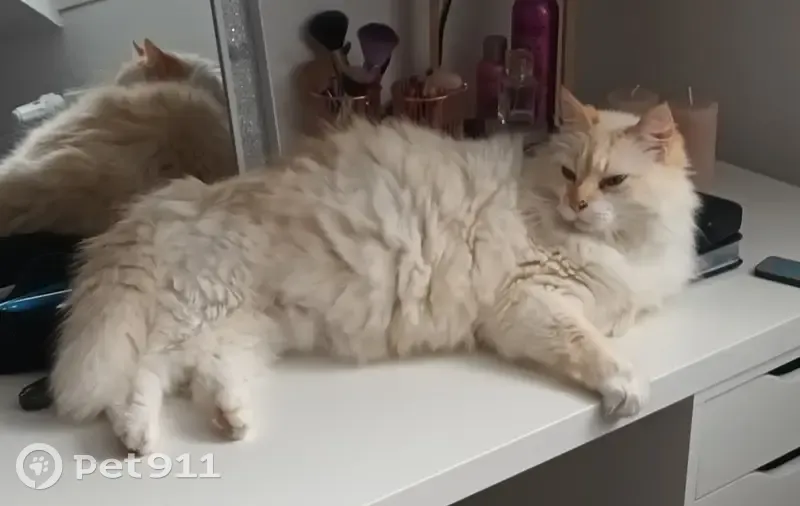 Chat mâle blanc/roux disparu à Quimper - photo
