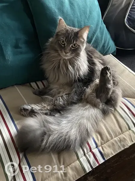 Chat Maine Coon gris perdu, Chemin Monge, Pau - photo