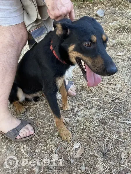 Jeune chien noir trouvé près du Crès - photo