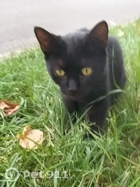 Chaton noir sociable trouvé, blessé au cou - photo