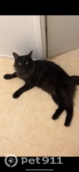 Chat trouvé à Nanterre, Avenue Pablo Picasso - photo