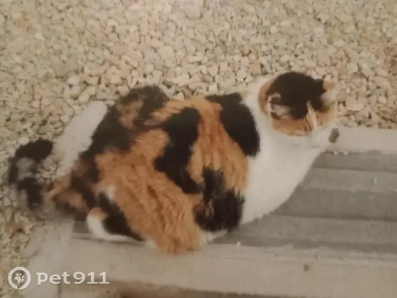 Chatte tricolore disparue à Dijon, Rue Marceau - photo