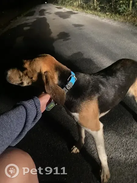 Beagle trouvé entre Nisnizan et la Caunelay - photo