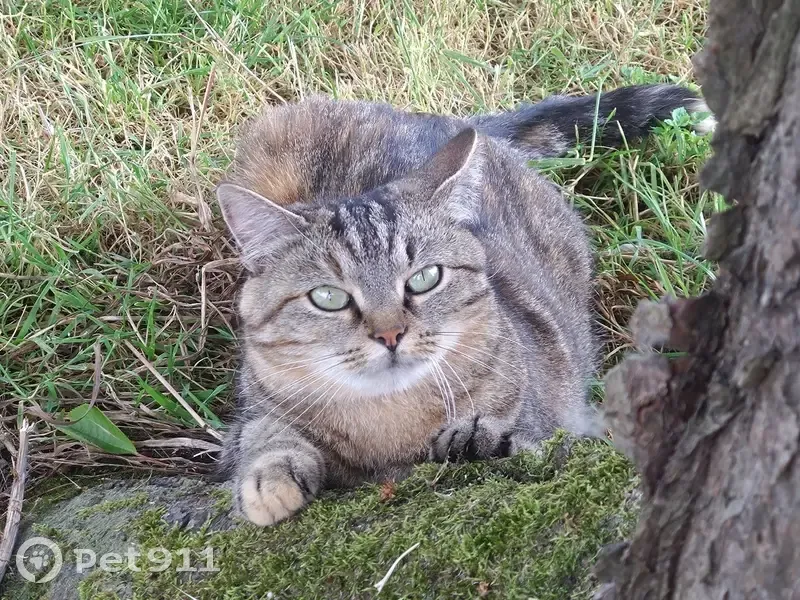 Chatte perdue, tigrée, Blanzy-la-Salonnaise - photo