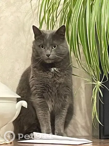 Chat gris mâle perdu à Thorigny-sur-Marne - photo