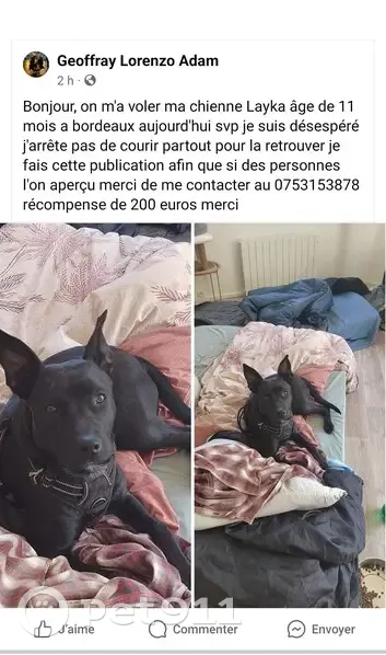 Chienne Layka Volée à Bordeaux, Place Gambetta - photo