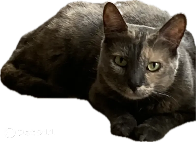 Chat écaille de tortue gris perdu à Versailles - photo
