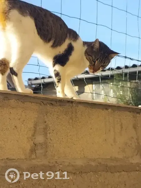 Chat trouvé à Cergy, Rue de Neuville - photo