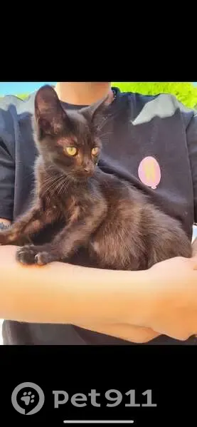 Chaton noir trouvé Chemin de Valours, Villerest - photo