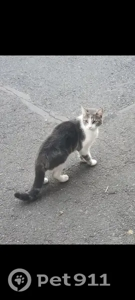 Chat trouvé avec collier brun à Metz - photo