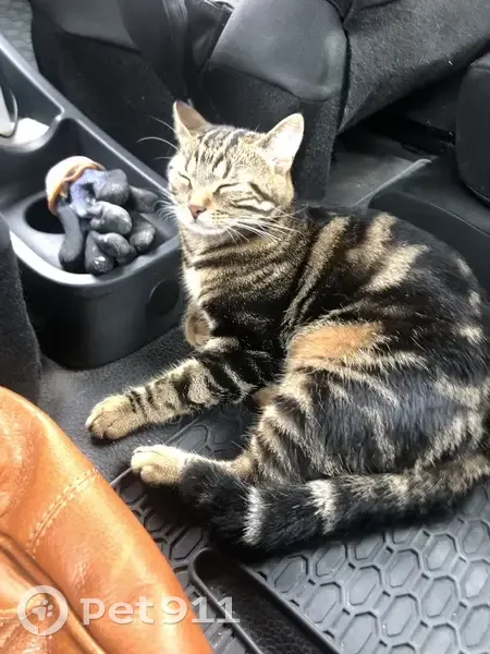 Chat tigré noir disparu à Plivot (Grand Est) - photo