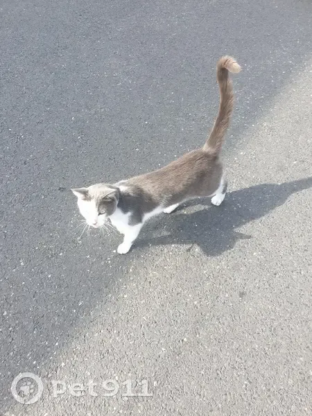 Chat gris et blanc trouvé à Loos - photo