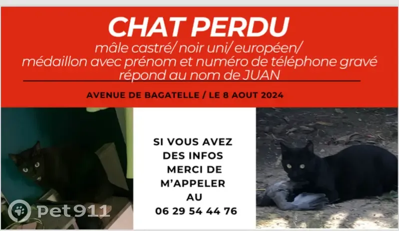 Chat perdu à Aix-en-Provence - photo