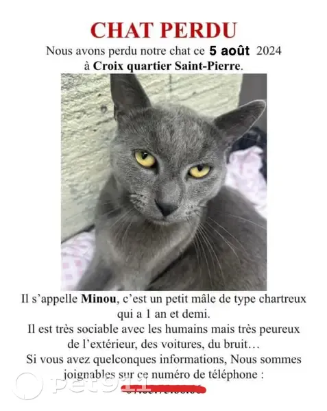 Chat chartreux gris perdu à Croix, Rue Constantine - photo