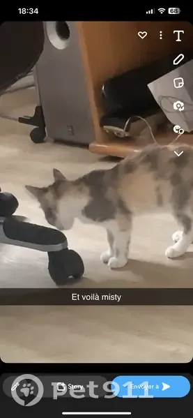 Chatte écaillée disparue à Grenade - photo