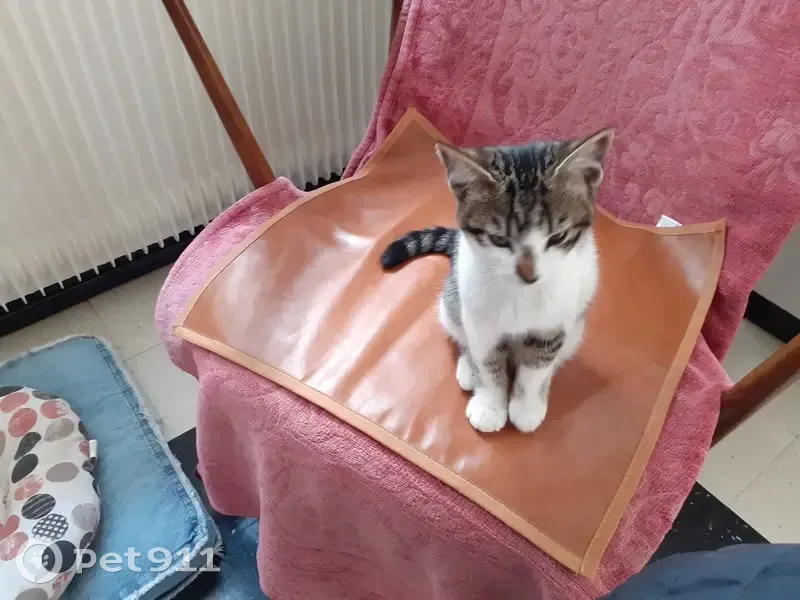 Chat gris et blanc trouvé à Beuvrequen - photo