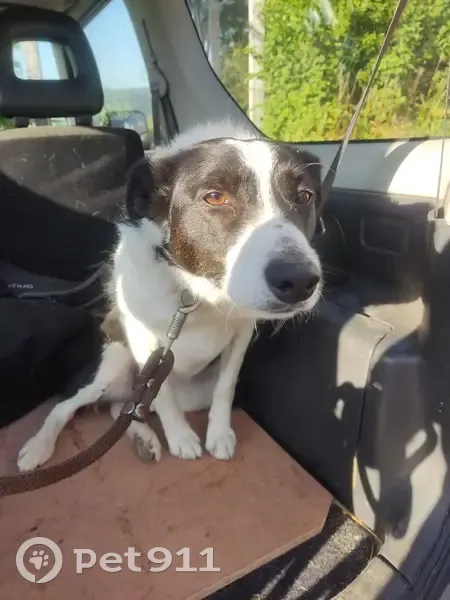 Chienne border collie retrouvée à Montaud - photo