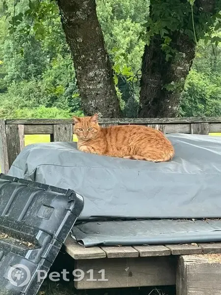 Chat roux perdu Rue des Hauts de Sainte-Anne - photo