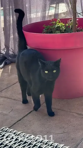 Chatte noire disparue à Saint-Raphaël - photo