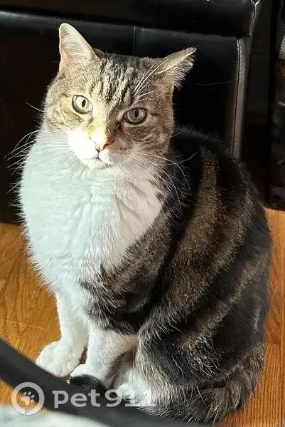 Chat perdu à Montréal : Pete, mâle de 8 ans - photo